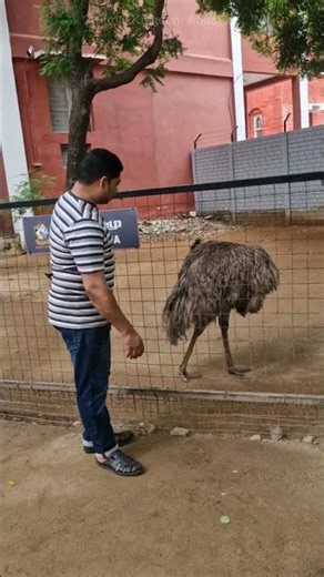 You Won't Believe These Australian Birds!