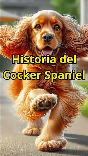 Historia del Cocker Spaniel: Origen y Evolución