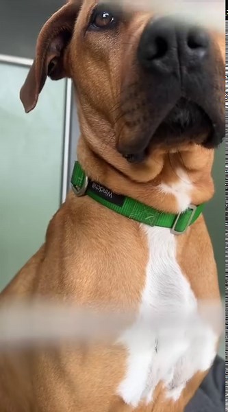 💞We are thrilled to announce that our new Coldstream Dog Adoption row is opening for you to visit our adoption dogs without making an appointment in advance! ��We have missed our community immensely and our animals have missed you too. It's a new beginning, filled with wet noses, wagging tails, and loving hearts ready to become a part of your family. 💕 Join us 7 days a week, between 11:30 AM to 3:30 PM, to meet our furry friends who are eagerly waiting to find their forever homes. | Animal Aid