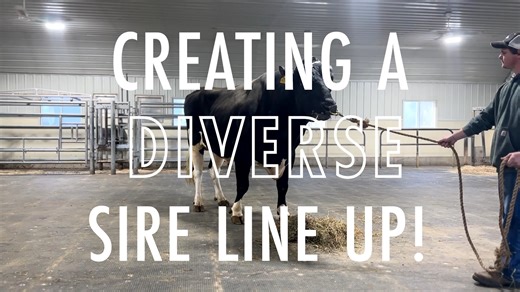 WWS recognizes the varying genetic requirements of different management systems worldwide. To serve all our global customers effectively, we are proud to offer a diverse lineup of sires, carefully selected with each customer in mind. 𝘿𝙞𝙫𝙚𝙧𝙨𝙞𝙩𝙮 𝙃𝙚𝙡𝙥𝙨 𝘿𝙧𝙞𝙫𝙚 𝙂𝙚𝙣𝙚𝙩𝙞𝙘 𝙋𝙧𝙤𝙜𝙧𝙚𝙨𝙨. | World Wide Sires, Ltd.