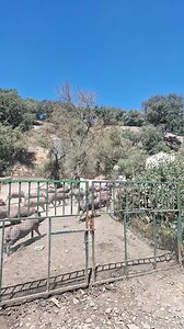 Ahora visitamos los Cerdos 100% Ibéricos más pequeños y otros cerdos 50% Ibéricos y nos explican las diferencias entre ellos. Y nos encontramos varios Cerdos que están libres en la Montaña que han bajado para alimentarse... | Jamonería La