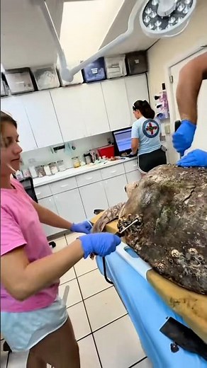 Harlow’s Barnacle Removal Final Stretch | Part 4.3 🐢