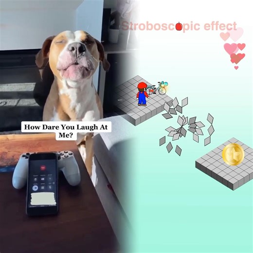 Dog prank calls pet store and asks for cat poop! So funny #shorts #shorts30