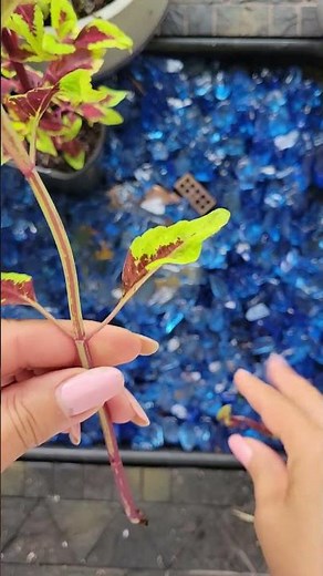 Grow a COLEUS from cuttings Easy Coleus propagation in water