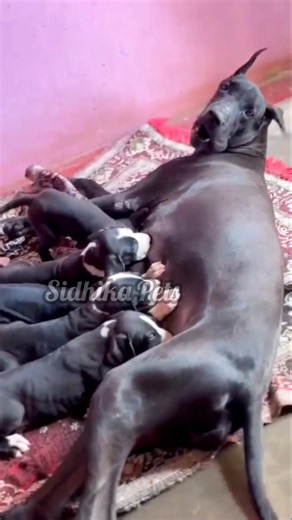 💥🐶Cute Great Dane Beagle Puppy Dogs for Sale in Chennai🥰💢 #shorts #pets #dog