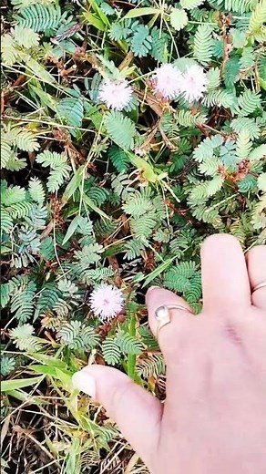 Touch- me - not“This Plant Moves When You Touch It! 😱 Believe What This Plant Does! 🌱✨”