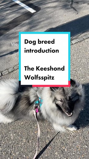 Exploring the Keeshond Dog Breed: Wolfsspitz Insights & More