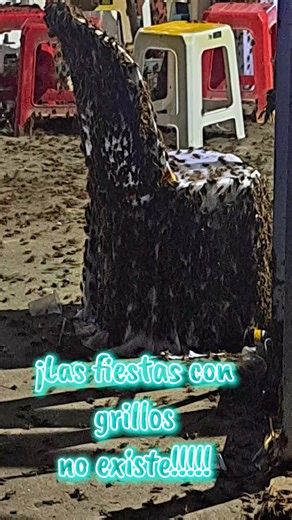 Fiesta con Grilllos en Ecuador: ¡No te la pierdas!