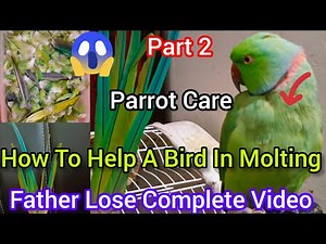 Molting Explained Complete Process || How To Help A Bird In Molting ||Molting Cycle Ring Neck Parrot
