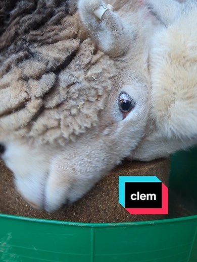 Understanding Brown Nosing in Herdwick Sheep Care