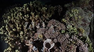 Coral Structure in a night dive, in the Komodo Archipelago in Indonesia
