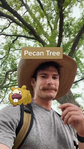 Guess the Tree: Is It a Pecan?