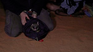 RAW VIDEO: 'Long-Lost' Outback Creature Returns To Australia After 60 Years 1/2