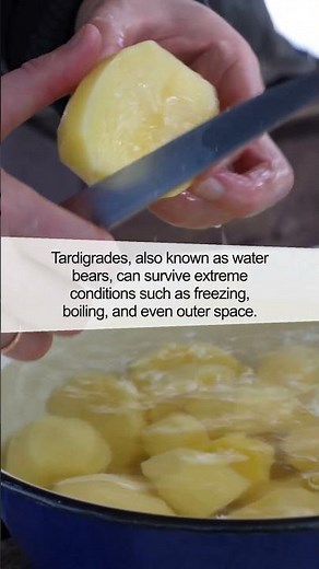 Discover the Amazing World of Tardigrades: The Resilient Micro-Animals!