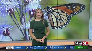 Help monarch butterflies: Submit tagging data to Monarch Watch