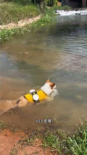 Adorable Corgi's Bottle Hunt Adventure | Dog Fun Game