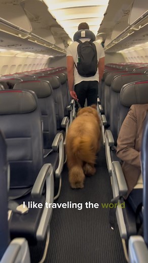 Traveling with Hilton: Brodie the Goldendoodle's Adventures