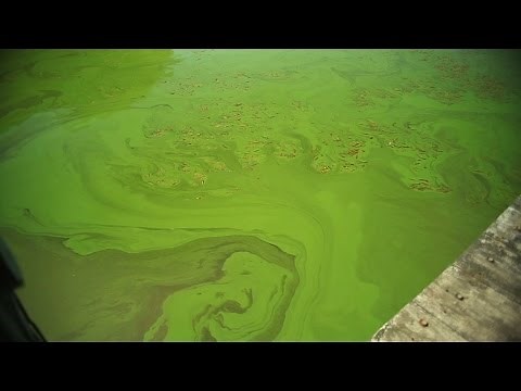 What Causes Killer Algae?