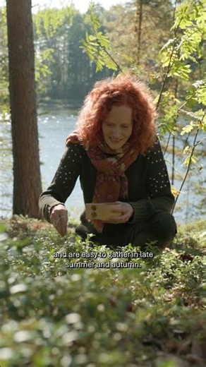 Taste the Forest | Part 3: Bilberries and lingonberries