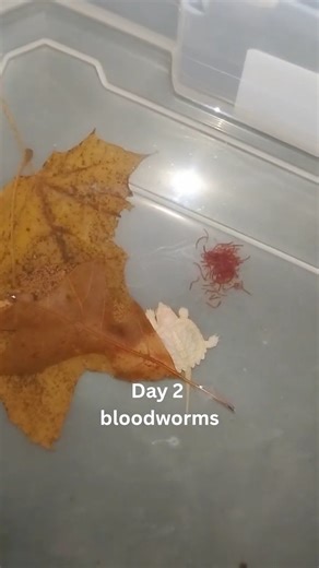 Ghost gets some bloodworms