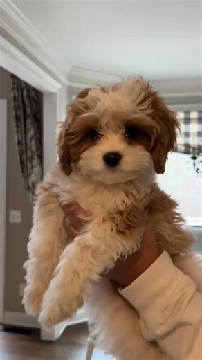Bath time 🥰🥰🥰🥰🥰#CavapooPuppy#CavapooLove#PuppyTok#DogTok#PuppyReels#ViralPuppy#CutePuppy#FurBaby#DogLovers#PuppyLife | Free cavapoo puppies for adoption and rehoming