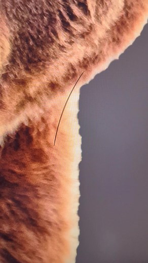 🖌️ Create your own brush in @photoshop and get better edges when masking fur!!! 🐻 #photoshoptutorial #photoshoptips #photoshoptrick #photoshop #adobe | The Photoshop Training Channel