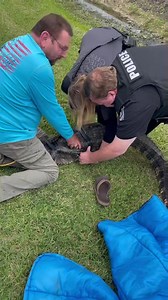 LCPD just helped Texas Parks and Wildlife and LC Animal Care in relocating a 6 foot alligator from the drainage ditch in the 3300 block of South Shore Blvd. 🐊 | League City Police Department