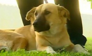 The tragedy of the Afghan war-hero dog