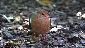 Close up shot capturing an emerald dove walking on the forest ground, searching and foraging for food.