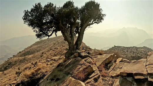 Exploring the Beauty of Ancient Olive Trees