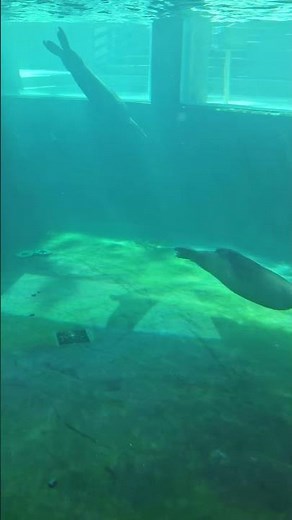 Beautiful Sea Lions Swimming Gracefully! 🦭 | Wildlife World Zoo
