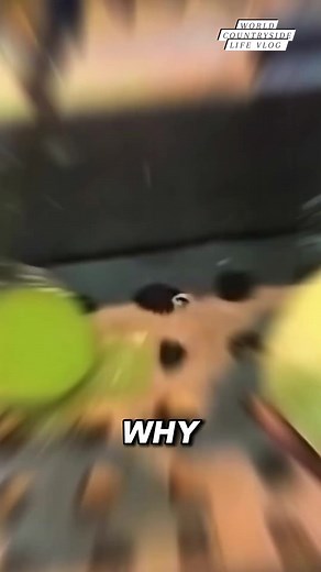 Why are they making fake cabbage? 🤔🥬 #worldcountrysidelifevlog #JapaneseFood #FoodInnovation #CulturalTrend DISCLAIMER NO COPYRIGHT INFRINGEMENT INTENDED | World Countryside Life Vlog