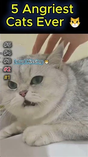 5 Angriest Cats EVER 😾 (Do NOT Mess With Them!) #cat #funny #cute