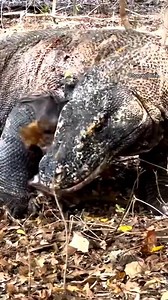 komodo dragon try catch bats | Animals Attack