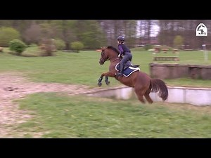 Vielseitige Grundausbildung - Geländereiten: Springen von Stufen