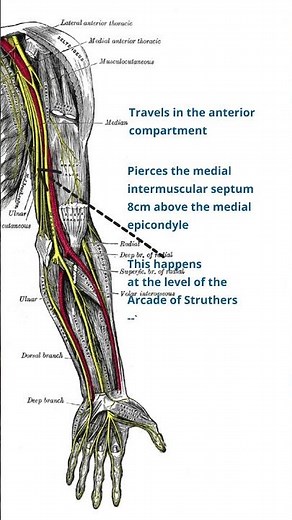 Path of the Ulnar Nerve | Ulnar Nerve Anatomy