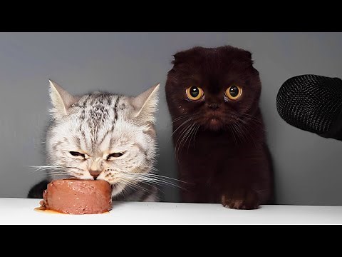 Cats Eating Wet Food ASMR 🐾🥣