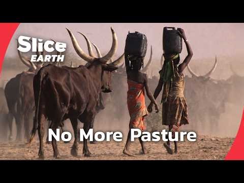 How the Sahel Is Closing In on Nomadic Cattle Herders | SLICE EARTH | FULL DOC