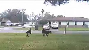 Great Danes being investigated as dangerous after several attacks in St. Cloud