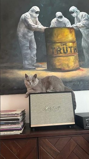 The real boss of the studio has entered the chat 🐱 Ludwig the cat