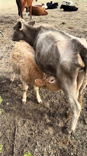 Sweet Moment: Calf Nursing from Mama 🐮❤️