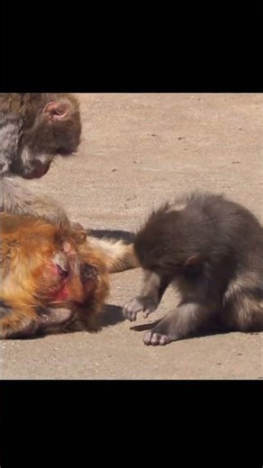 #がんばれパンチ #パンチくん #市川市動植物園 #monkey #animals #babymonkey #パンチ君 #Punch#Punchmonkey#japan