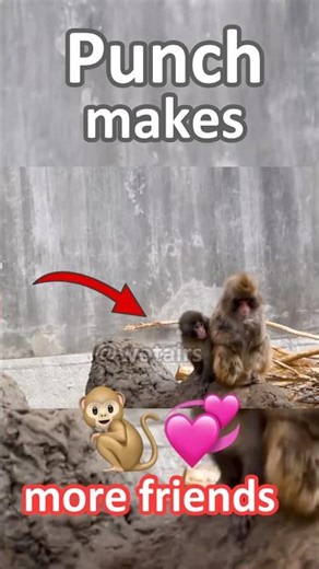 Viral video shows Punch close to another friend #shorts