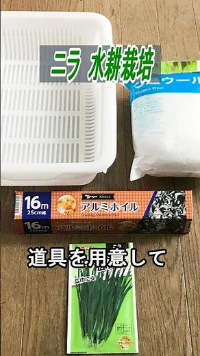 ニラ 種まき～収穫 ろ過ウールで【水耕栽培】