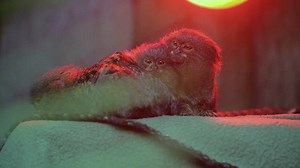 Symbio Wildlife Park show how they're keeping their animals warm