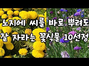 노지에 직접 파종해도 발아가 잘되는 꽃식물 10종류 엄선