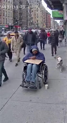 Caught faking disability — exposed by a stray dog! . . . #dog #viral #creatorsearchinsights #trendingnow #reels