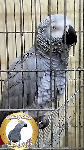 #maroc #morocco #kenitra #casablanca #parrotsoftiktok #pourtoi #tiktokmaroc #fyp #fypage #foryou #foryoupage #fypシ