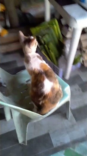 nxtym ppasyalan ko ulit kyo ni urendz. pakabait kyo queeny sa bago nyong amo. may fur-ever home na k