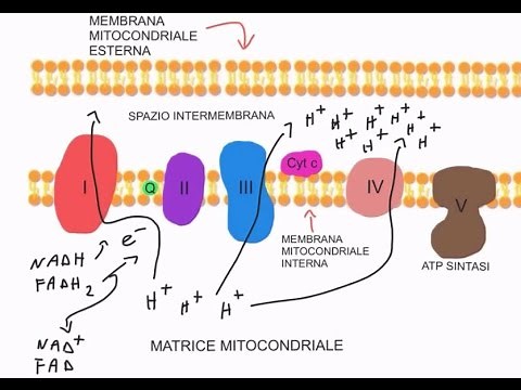 CORSO DI BIOCHIMICA - LEZIONE 15 DI 47 - FOSFORILAZIONE OSSIDATIVA - PARTE 1